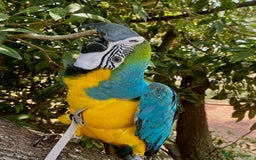 Macaws birds for sale: Beautiful Blue and Gold Macaw - Image 3