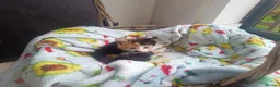 Mixed Breed cats for sale: Litter of 5 kittens  - Advert 8