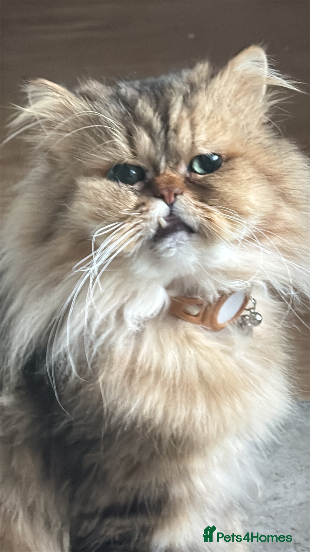 Persian cats for sale: Persian chinchilla looking for new home  - Image 2
