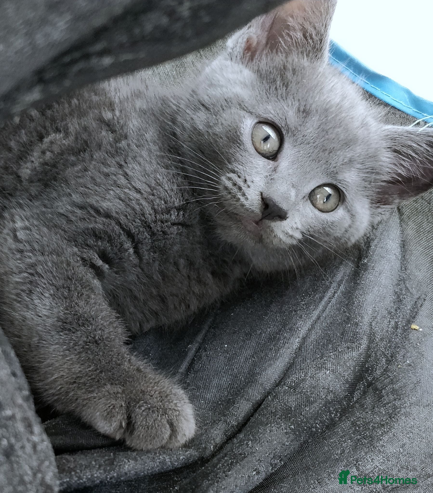 Russian Blue cats ADORABLE RUSSIAN BLUE KITTENS 8 WEEKS OLD  - Advert 3