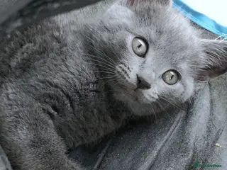 Russian Blue cats ADORABLE RUSSIAN BLUE KITTENS 8 WEEKS OLD - Advert 3