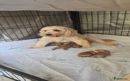 Cockapoo dogs for sale: STUNNING LITTER OF COCKAPOO - Image 1