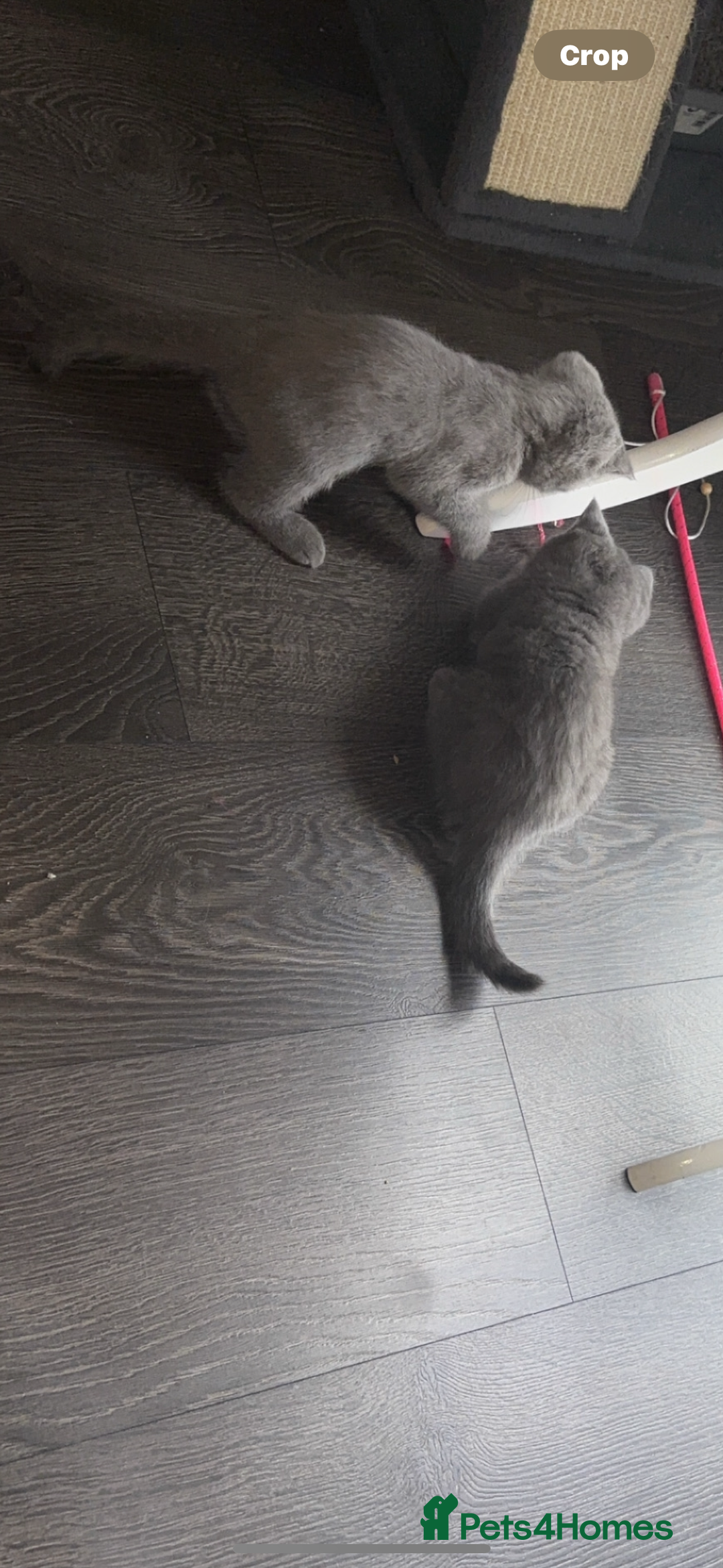 British Shorthair cats for sale: Pure breed British shorthairs  - Image 6