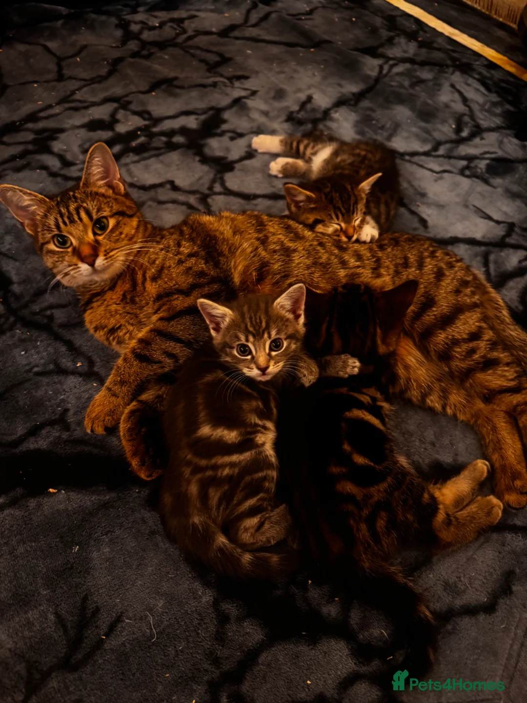 Mixed Breed cats for sale: Little boy ready to leave now!! - Advert 5