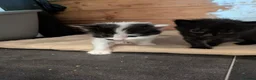 Mixed Breed cats for sale: 1/4 ragdoll kittens in Tunbridge Wells - Advert 6
