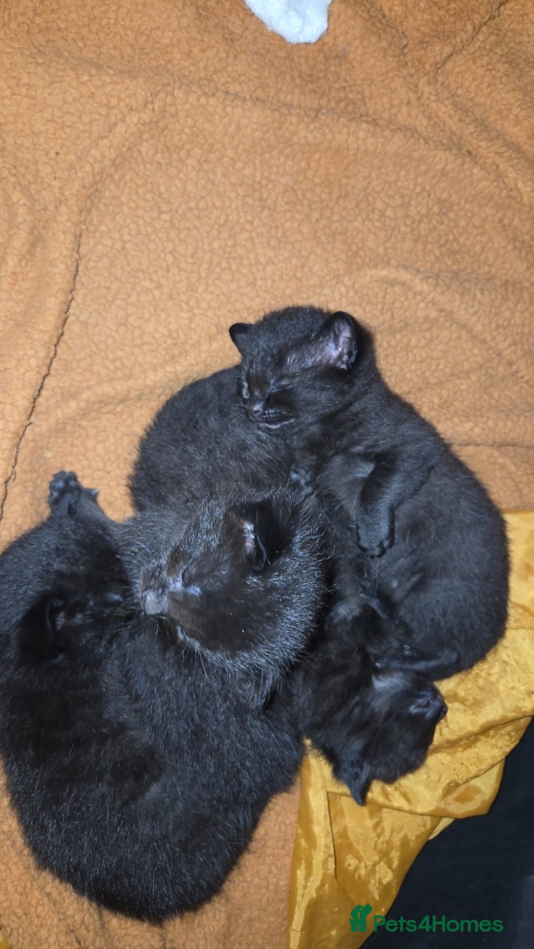 Siamese cats Cute Siamese Cross Mainecoon Kitties - Advert 17