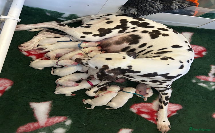 Dalmatian dogs Dalmatian Puppies - Advert 1