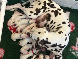 Dalmatian dogs Dalmatian Puppies - Advert 4