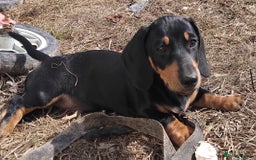 Miniature Dachshund dogs for sale: Kc reg Miniature dachshunds - Image 1