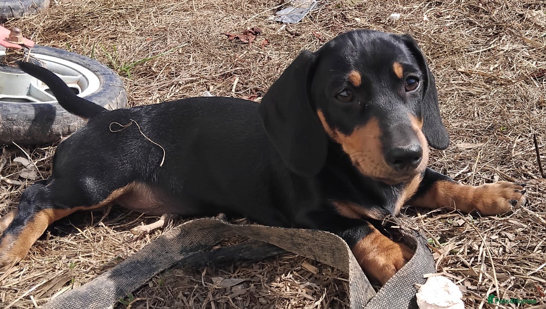 Miniature Dachshund dogs for sale: Kc reg Miniature dachshunds - Image 1