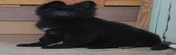 German Shepherd dogs for sale: KC Registered LONG HAIR GERMAN SHEPHERD PUPPIES - Advert 15
