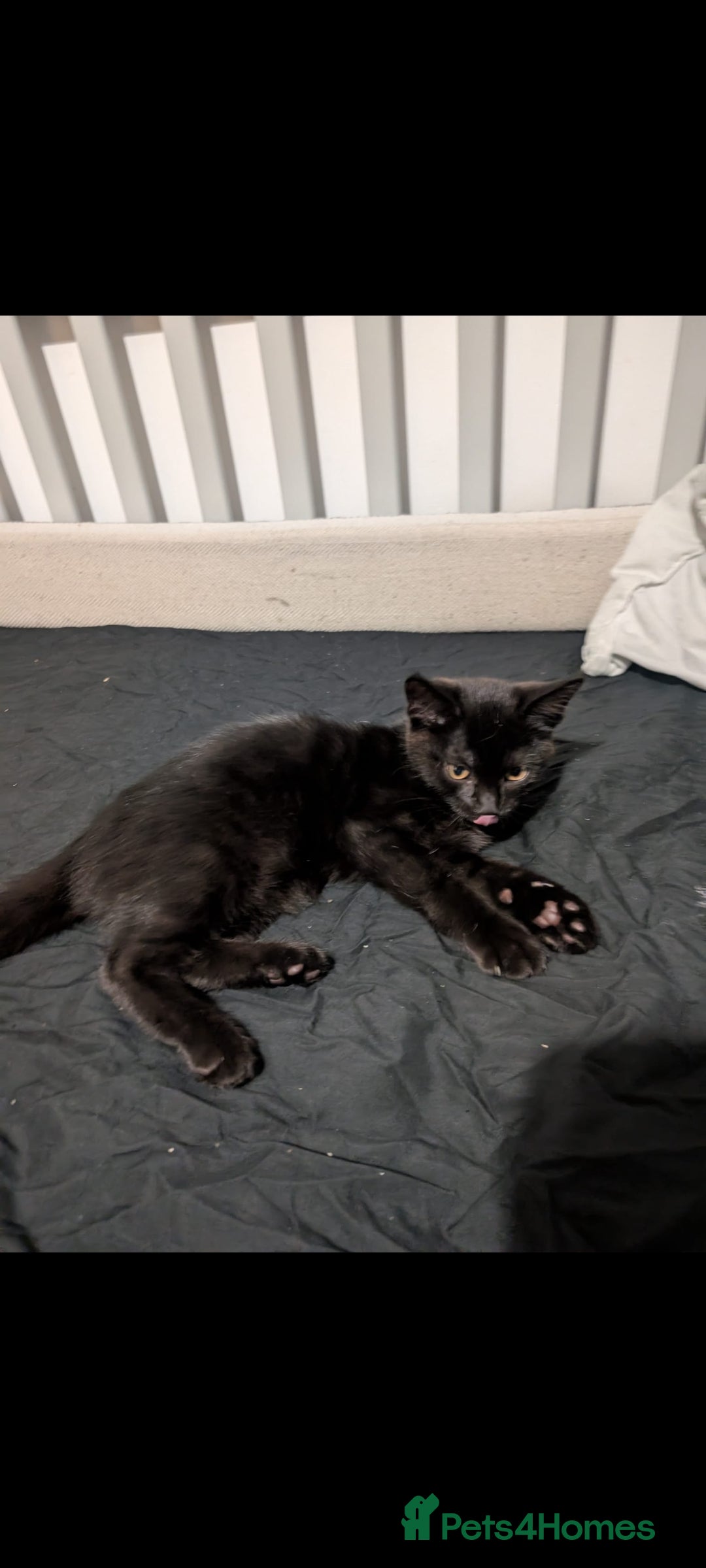 Mixed Breed cats for sale: Black kittens for sale - Advert 4