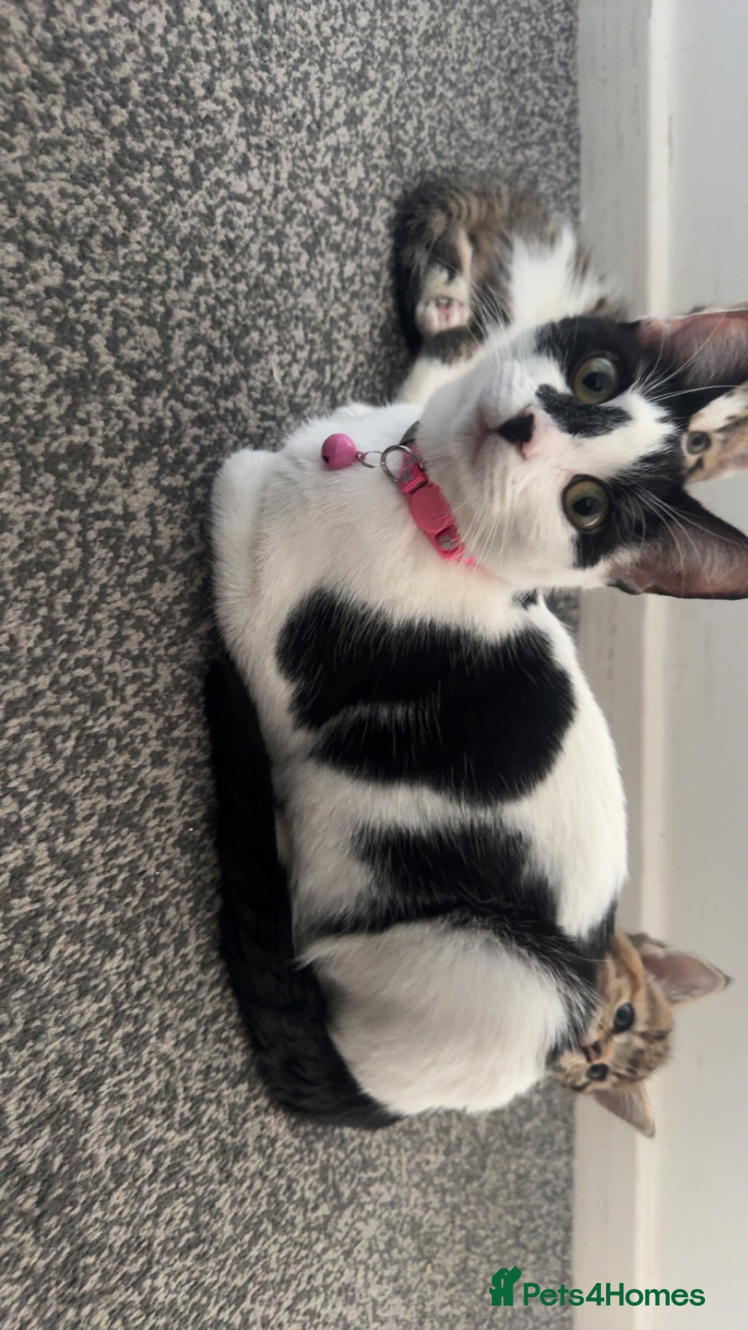 Domestic Shorthair cats for sale: 2 male kittens for sale  - Advert 2