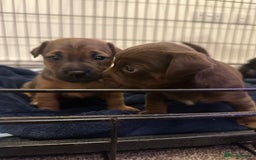 Jack Russell dogs for sale: Beautiful Jack Russell Puppies  - Image 4