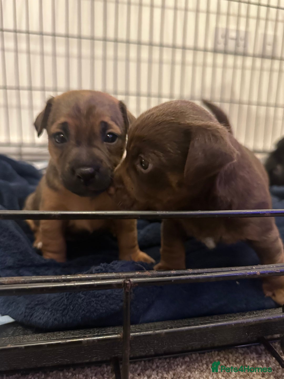 Jack Russell dogs for sale: Beautiful Jack Russell Puppies  - Image 4