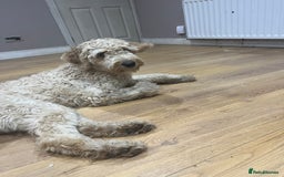 Goldendoodle dogs for sale: Adult female golden doodle  - Advert 3