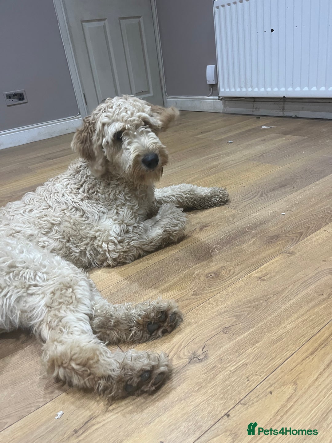Goldendoodle dogs for sale: Adult female golden doodle  - Advert 3