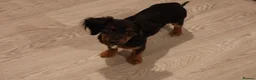 Mixed Breed dogs for sale: Poppy - Advert 6