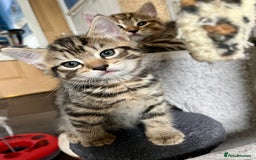 Bengal cats for sale: Bengal mix - Image 11