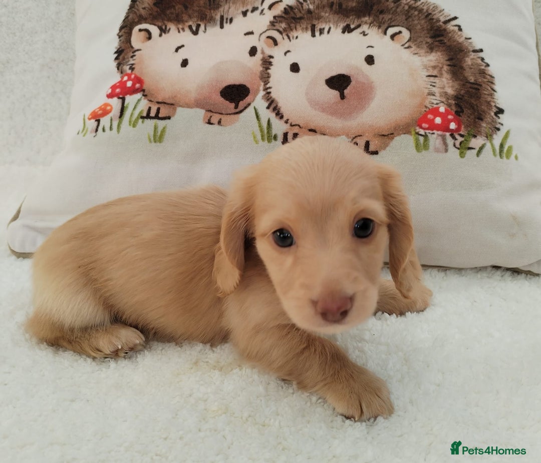 Miniature Dachshund dogs for sale: MINI DACHSHUND CREAM PRA CLEAR - Image 13