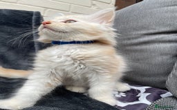 Maine Coon cats for sale: Maine Coon Cross Kittens 3 Girls , 2 Boys - Image 15