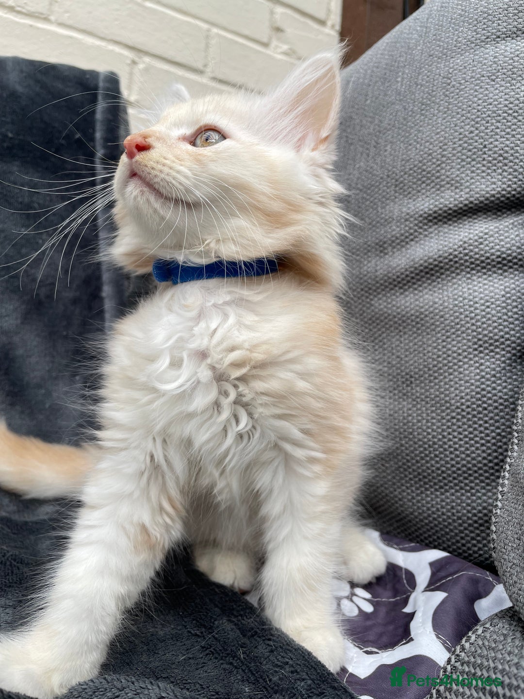 Maine Coon cats for sale: Maine Coon Cross Kittens 3 Girls , 2 Boys - Image 15