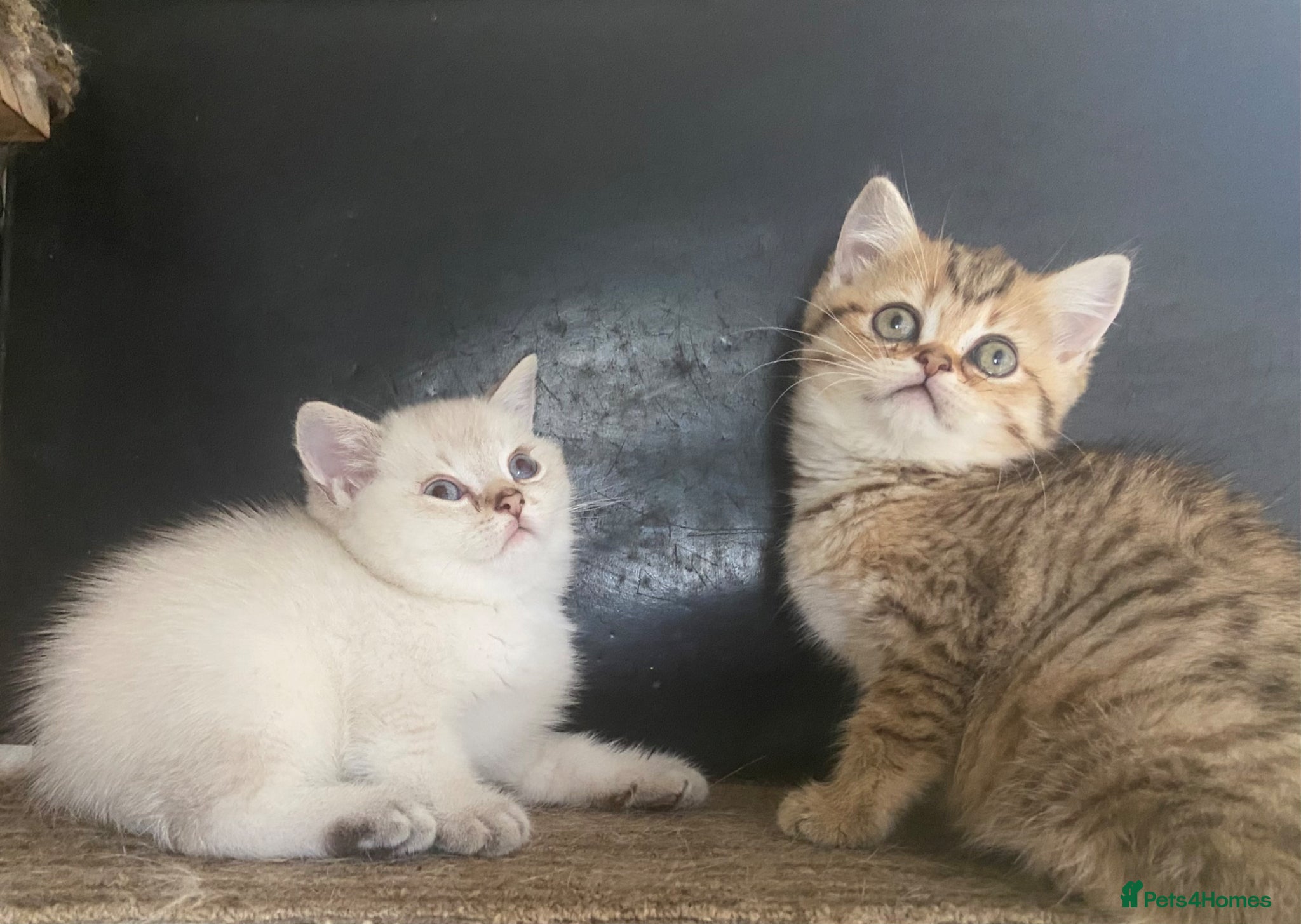 Munchkin cats ✨ Adorable TICA Registered Munchkin Kittens ✨ - Advert 2
