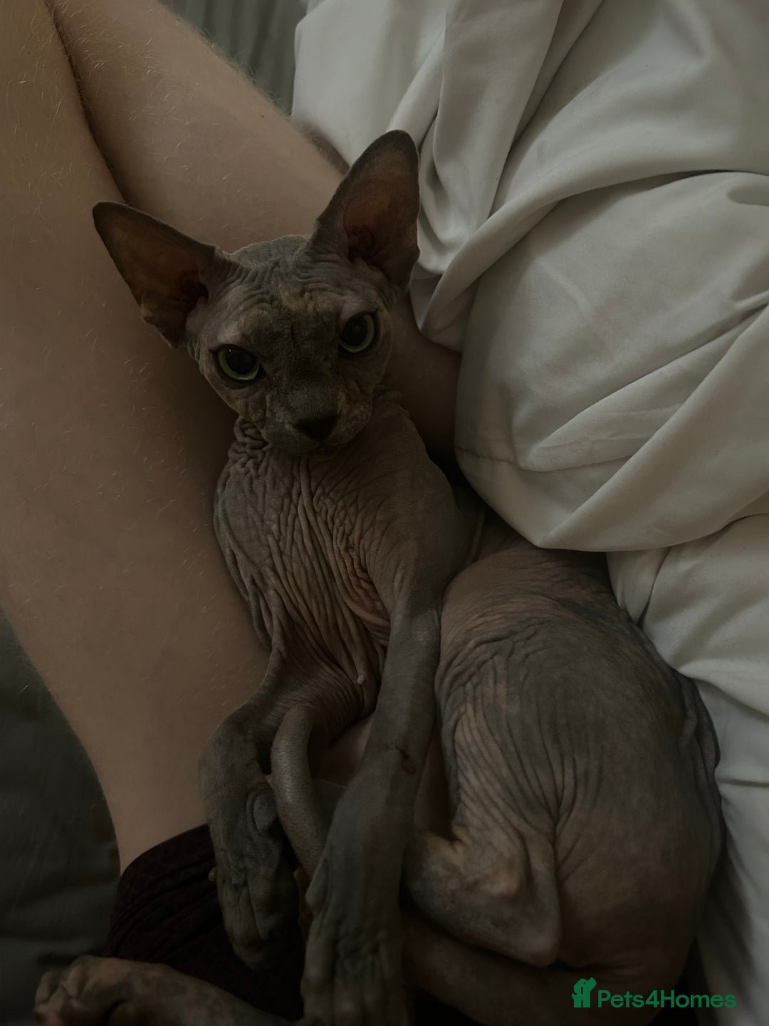 Sphynx cats for sale: Sphynx Girl For Sale  - Image 2