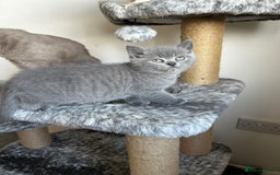 Scottish Fold cats for sale: Scottish Straight, Blue.  - Image 1