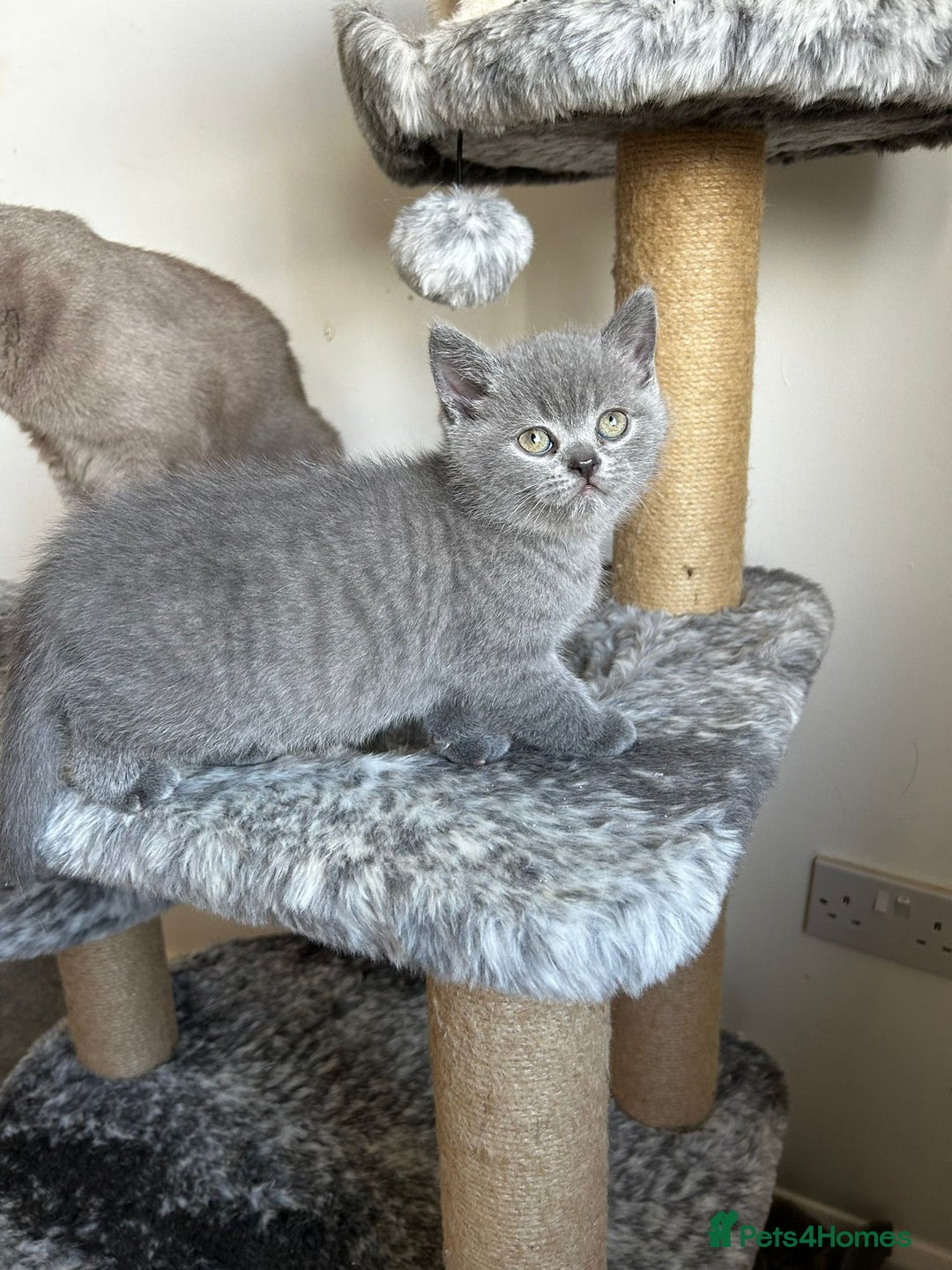 Scottish Fold cats for sale: Scottish Straight, Blue.  - Image 1