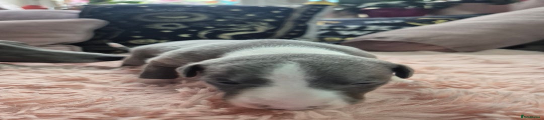 Whippet Puppy 2