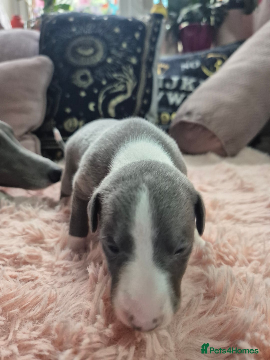 Whippet dogs for sale: Stunning KC Registered Blue Whippet Puppies - Image 13