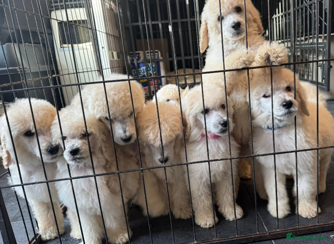 Standard Poodle dogs for stud: White standard poodle stud in Aldershot - Advert 9