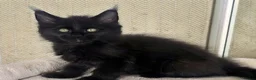 Maine Coon cats for sale: Maine coon kittens - Advert 28