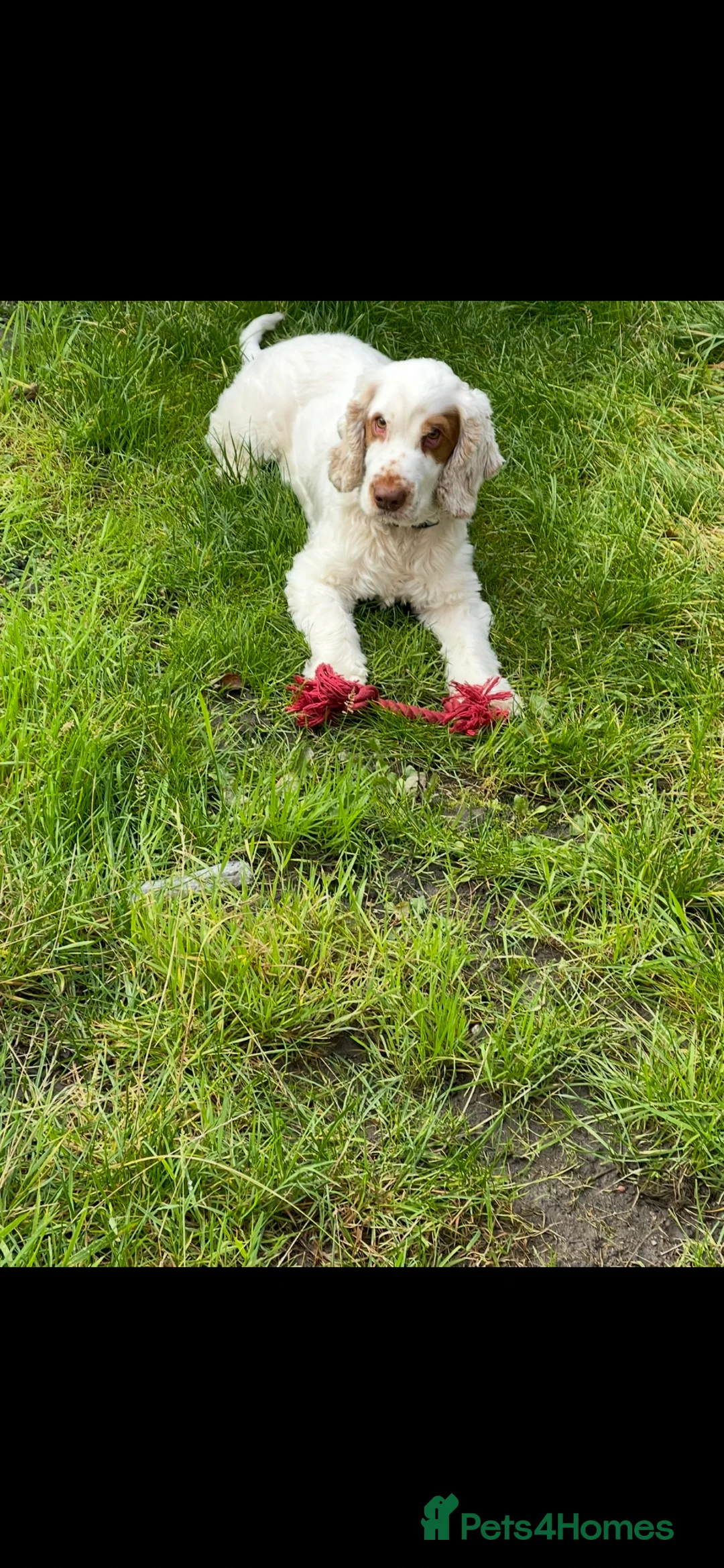 Cocker Spaniel dogs for sale: Gold blooded Show Cocker Spaniel  in Stoke-on-Trent - Advert 40