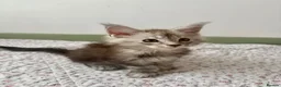 Maine Coon cats for sale: Polydactyl Full Maine Coon Kittens - Advert 7