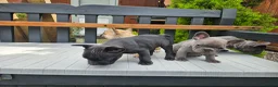 French Bulldog dogs for sale: Beautiful  KC registered French bulldog puppies  in Chorley - Advert 14
