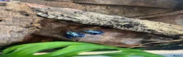 Frog reptiles for sale: Various dart frogs and tree frogs  - Advert 4