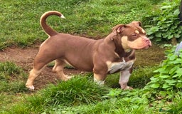 American Bully dogs for sale: Quality pocket/micro bully pups  - Advert 6