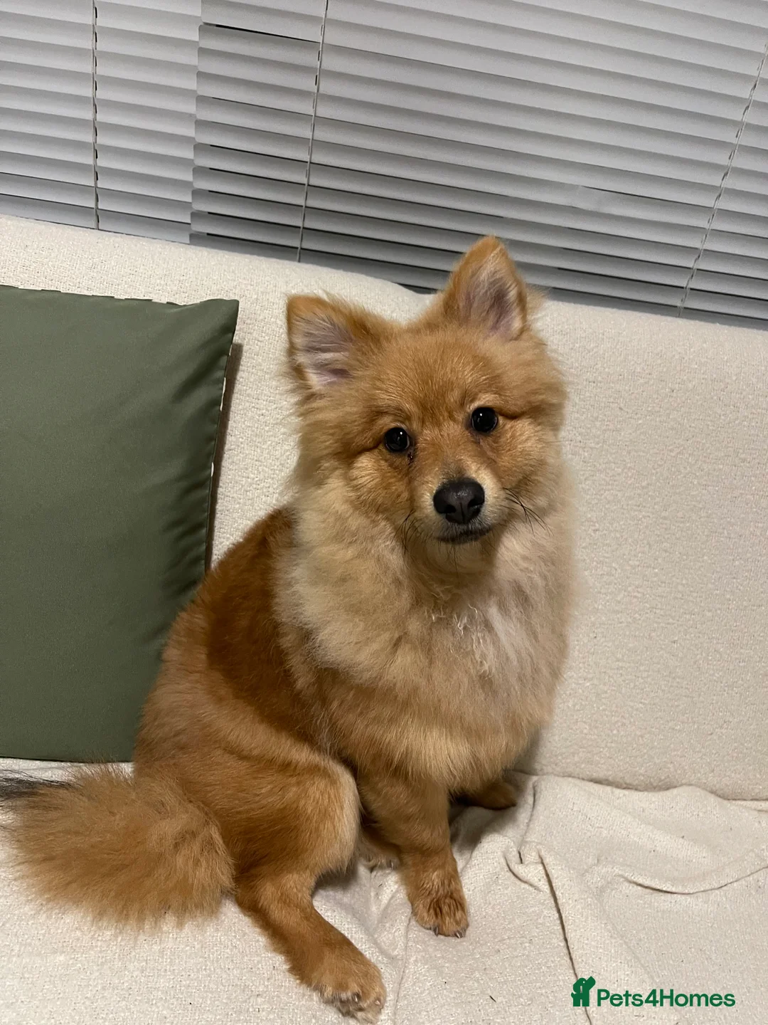 Pomeranian dogs for sale: 6 months Pomeranian looking for new home  - Advert 3