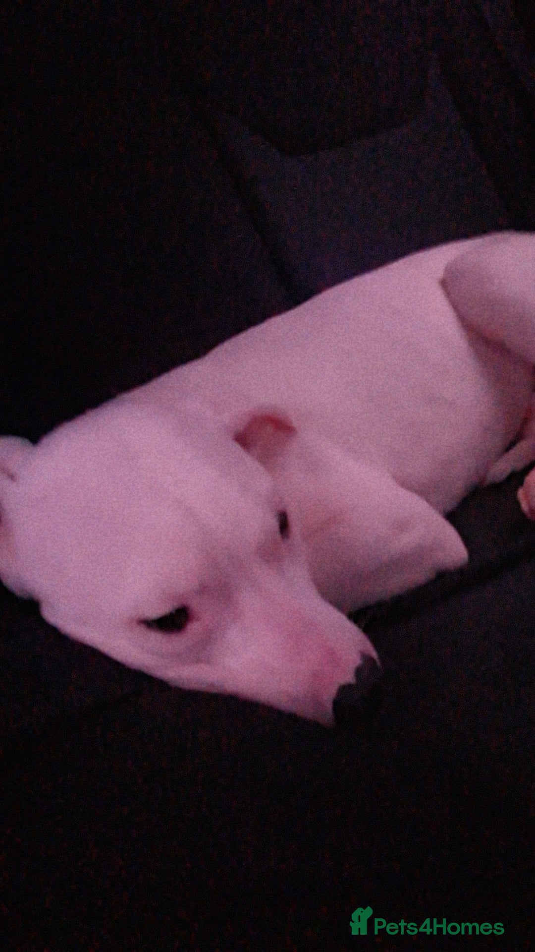 American Bulldog dogs for sale: Male puppy - Image 1