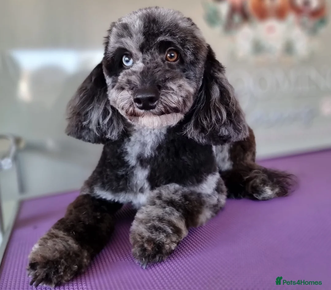 Cavapoo dogs for sale: F1 Toy cavapoos  - Advert 4