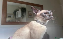 Siamese cats for stud: Beautiful wedged head Siamese boy for stud - Image 7