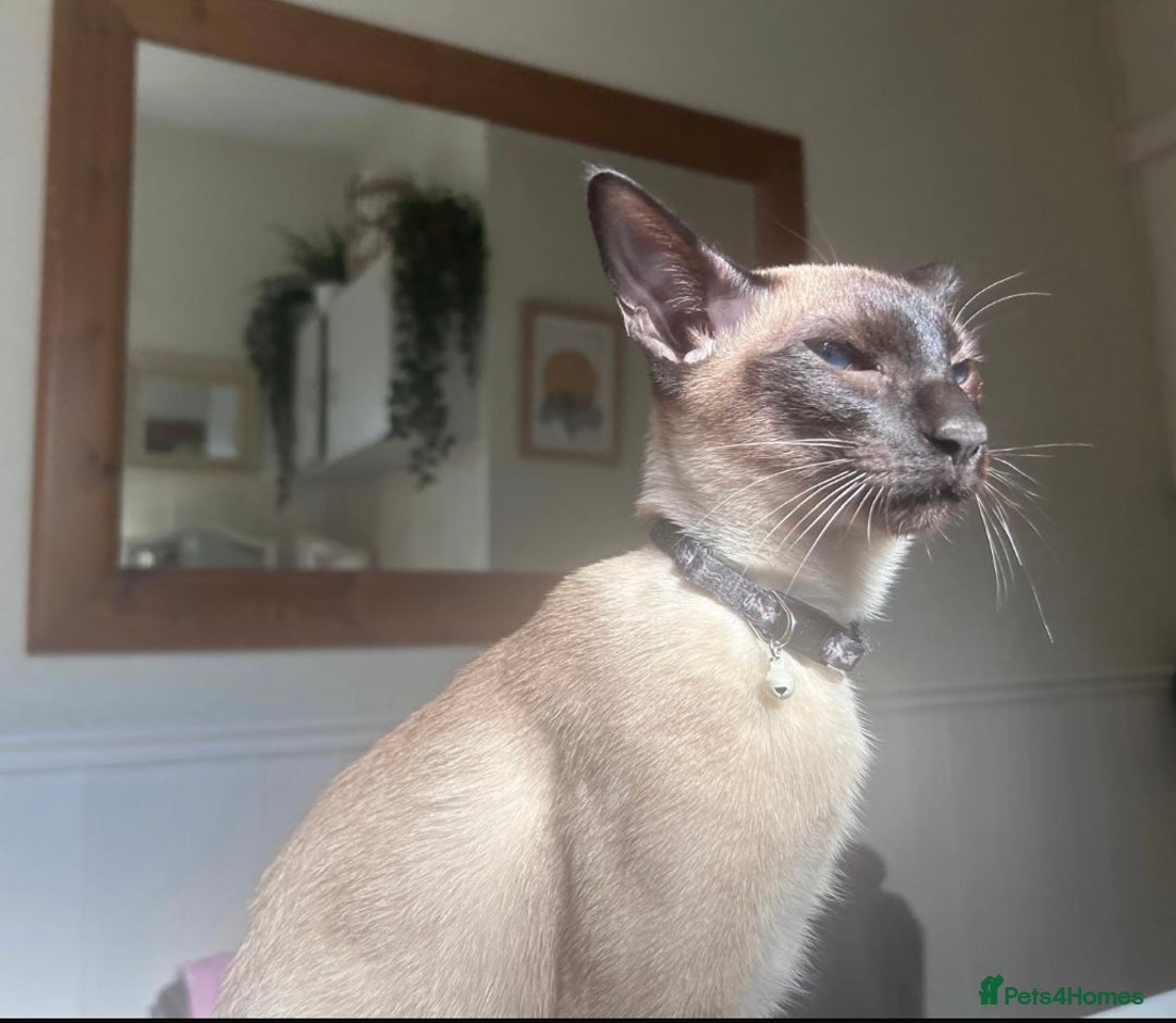 Siamese cats for stud: Beautiful wedged head Siamese boy for stud - Image 7