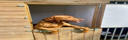 Hungarian Vizsla dogs for stud: Imported Proven KC Stud – Vadaszfai Csete  in Evesham - Advert 6