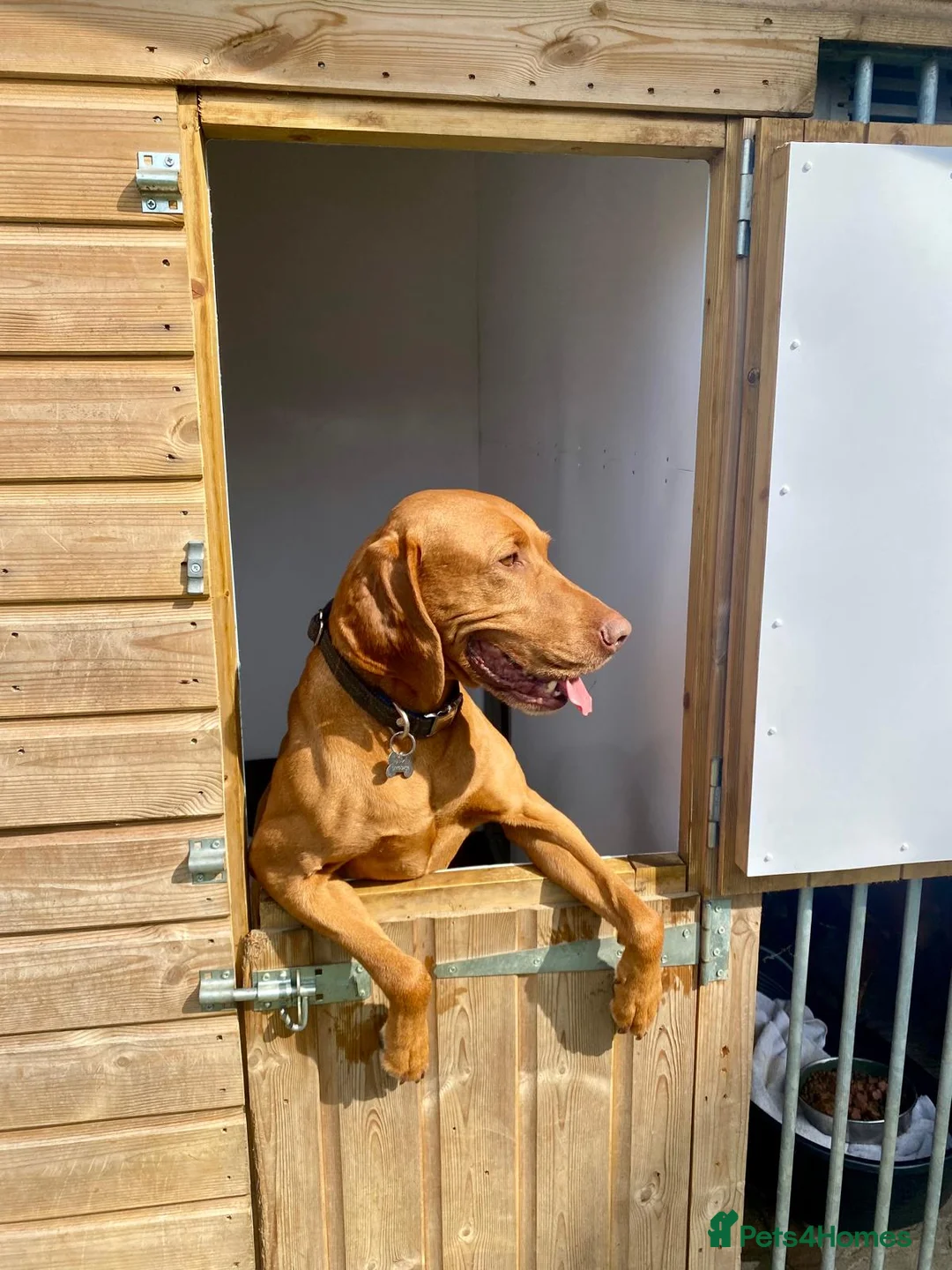 Hungarian Vizsla dogs for stud: Imported Proven KC Stud – Vadaszfai Csete  in Evesham - Advert 6