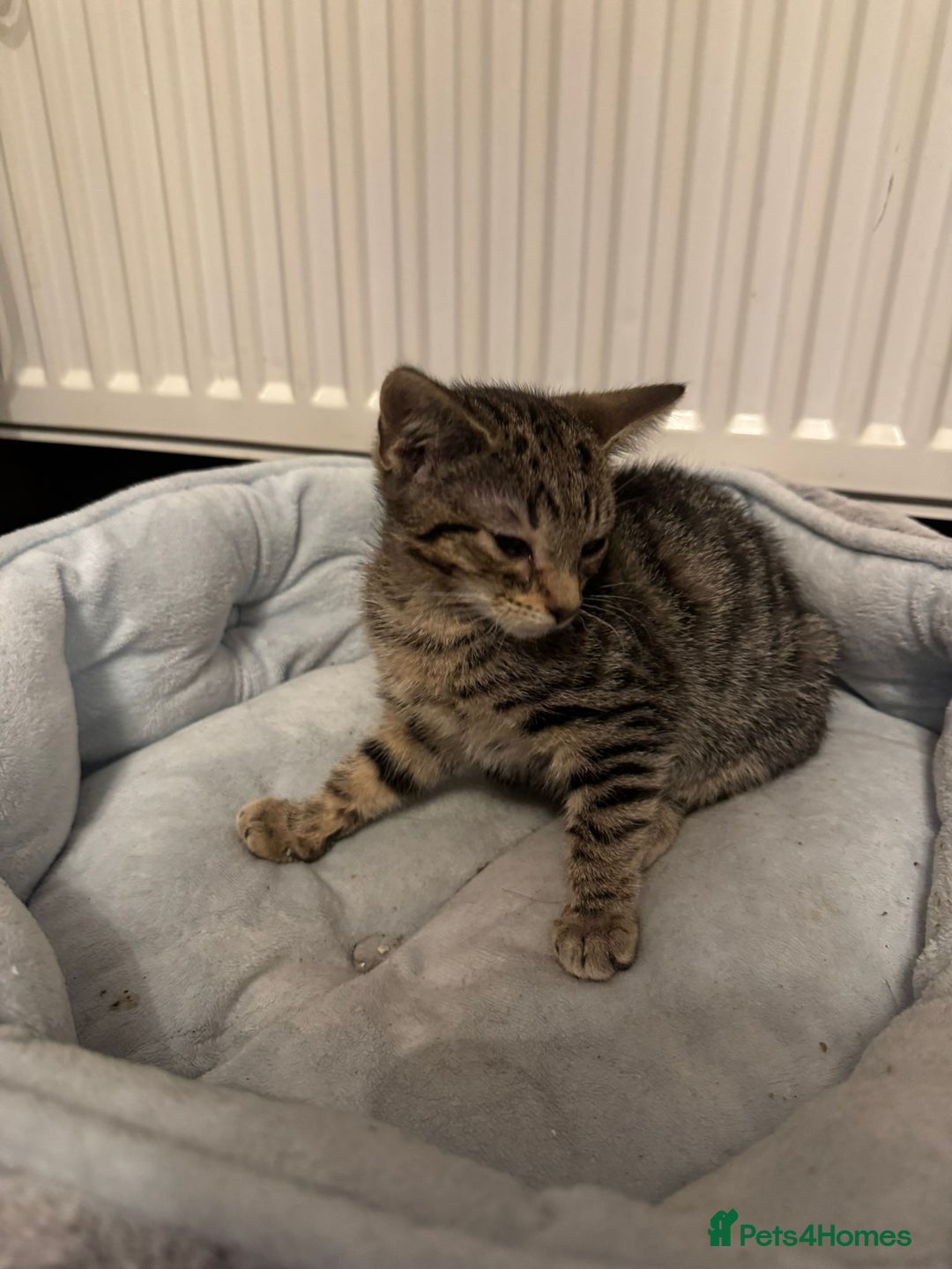 American Shorthair cats for sale: Two Tabby Kittens - Advert 11