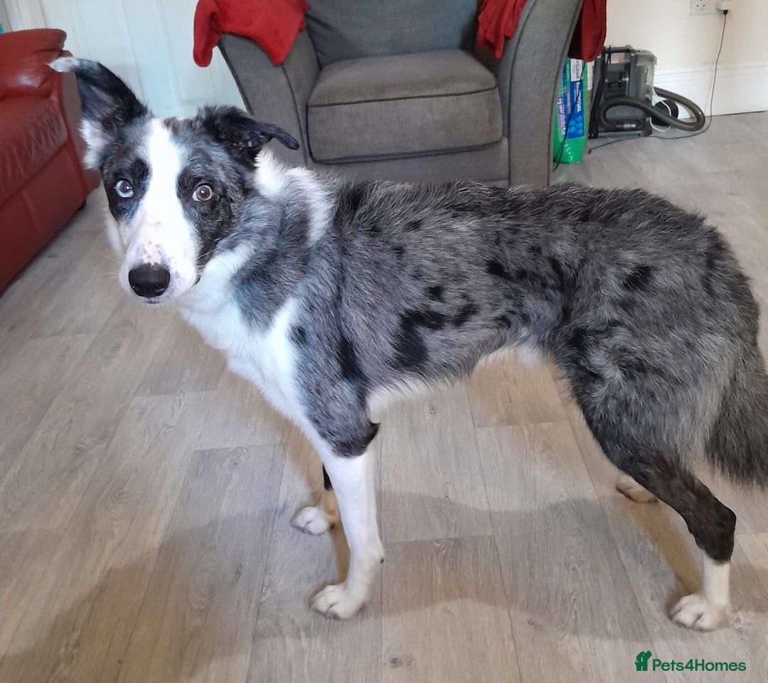 Border Collie dogs for sale: Border collie blue murle for sale - Image 11