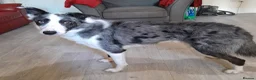 Border Collie dogs for sale: Border collie blue murle for sale - Advert 11