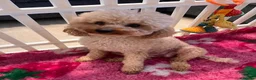 Poochon dogs for sale: Poochons born to Extensively HealthTested parents  - Advert 1